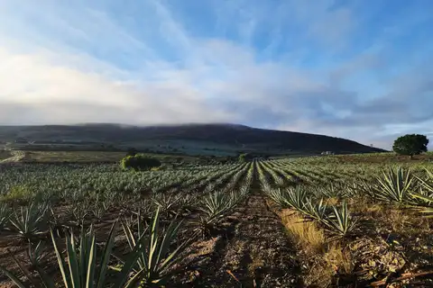 Small-batch mezcal palenque visit with Efrén