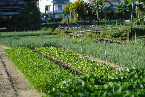 Trà Quế herb village farming morning + lunch